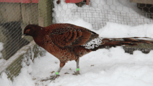 Copper Pheasant