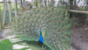 Indian Blue Peafowl
