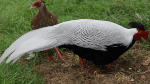 Silver Pheasant